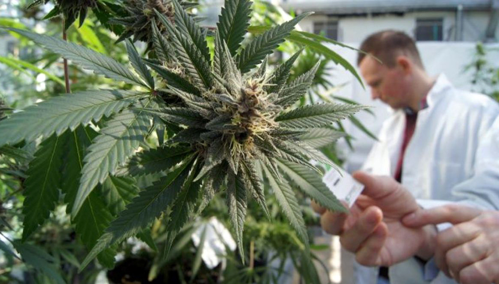 Anticipan Que La Industria Del Cannabis Puede Generar 10.000 Puestos De ...